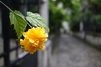 Fleurs